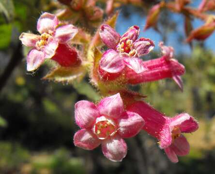 Image of chaparral currant