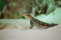 Image of Common agama