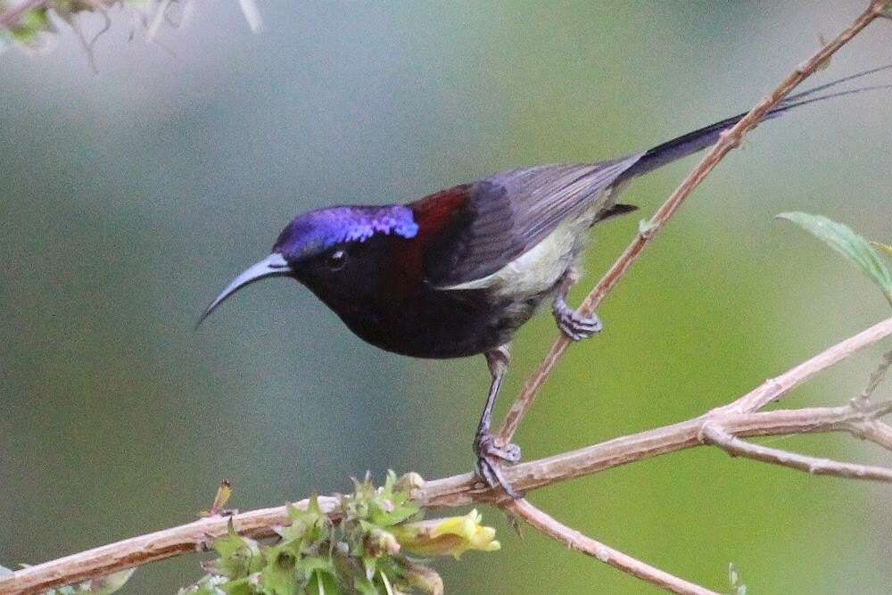 Aethopyga saturata (Hodgson 1836) resmi