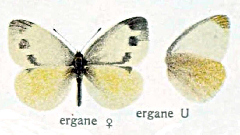 Image of Pieris ergane (Geyer 1828)
