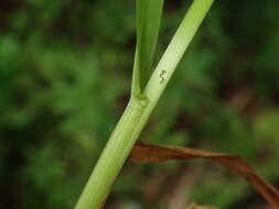 Image of broad-leaved meadow-grass