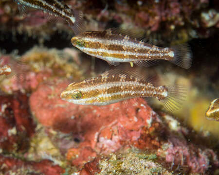 Chlorurus spilurus (Valenciennes 1840) resmi