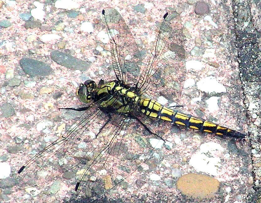 Image of Black-tailed Skimmer