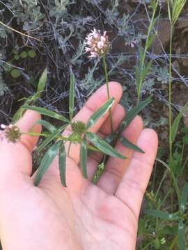 Image of Cusp Clover