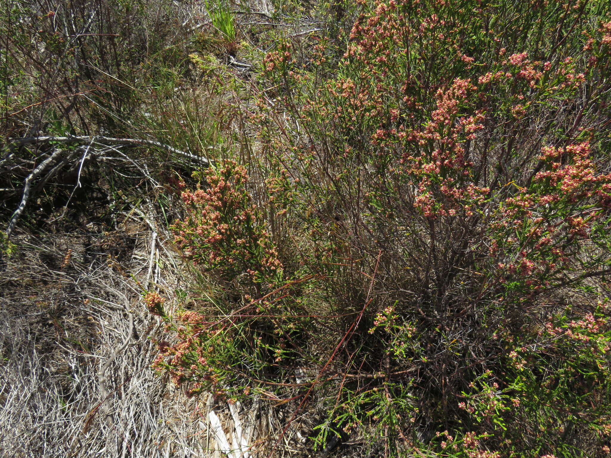 Image of Pseudopentameris caespitosa N. P. Barker