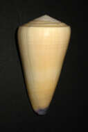 Image of virgin cone