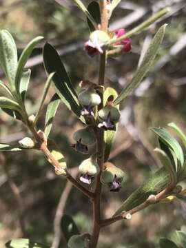 Image of Diospyros pubescens Pers.