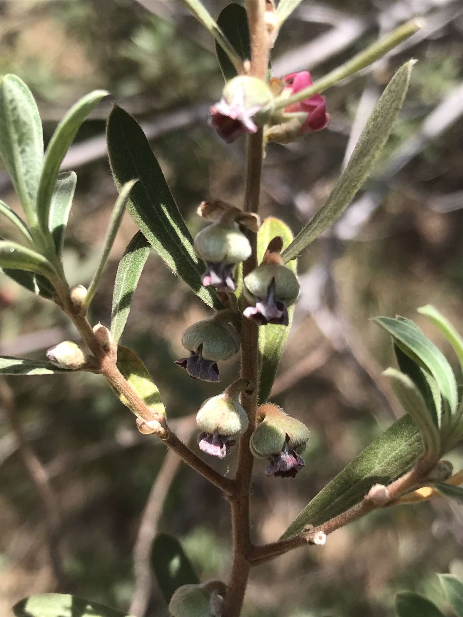 Sivun Diospyros pubescens Pers. kuva