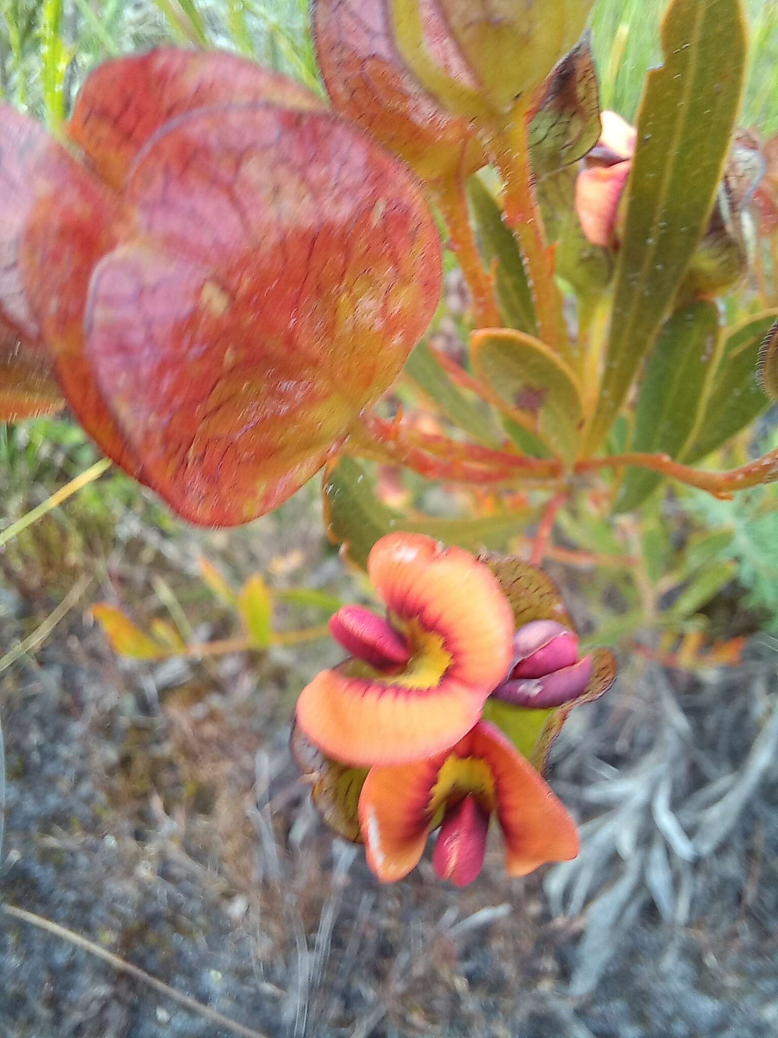 Imagem de Daviesia alternifolia Endl.