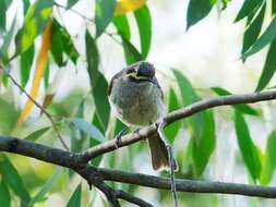 Image of Caligavis Honeyeaters