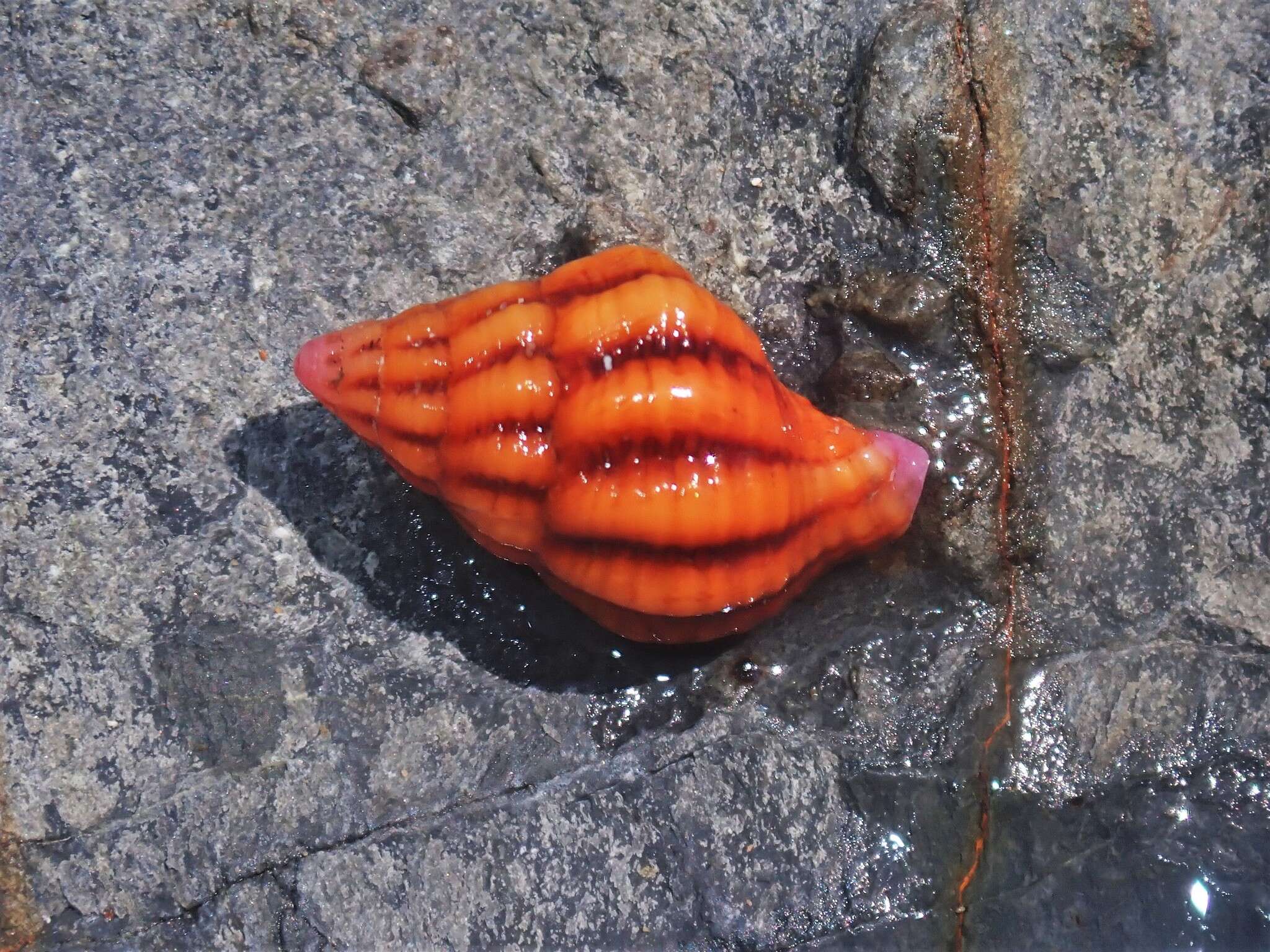 Image of Peristernia reincarnata Snyder 2000