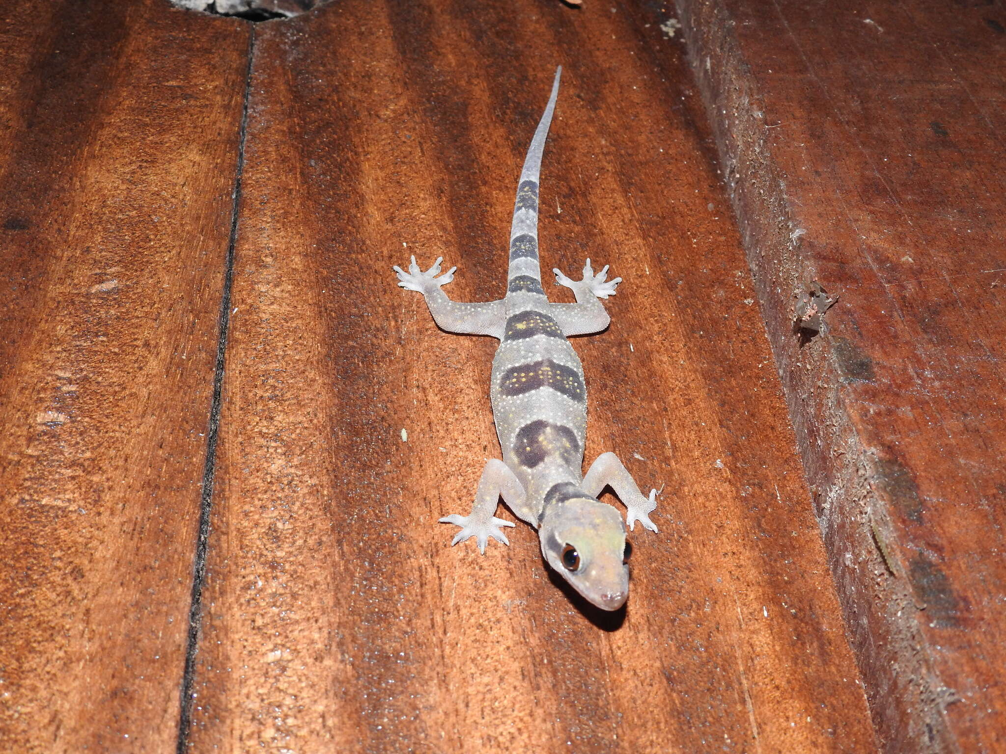 Слика од Hemidactylus coalescens Wagner, Leaché & Fujita 2014