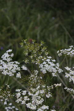 Image of Golden Chervil