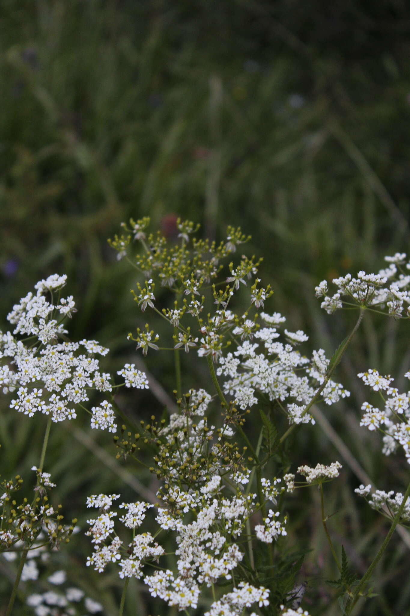 Imagem de Chaerophyllum aureum L.