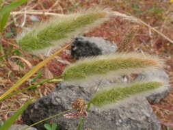 Imagem de Polypogon monspeliensis (L.) Desf.