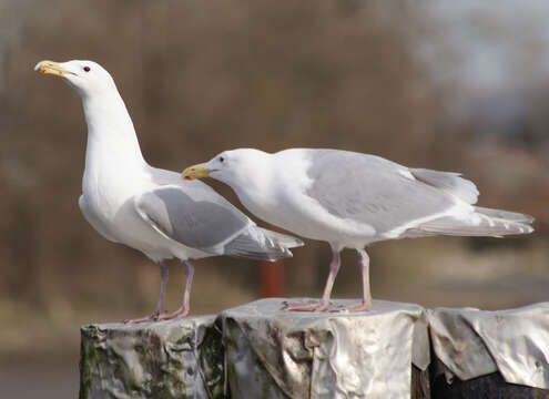 Image of Glaucous-winged Gull