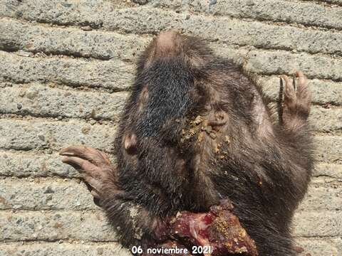 Image of giant pocket gopher