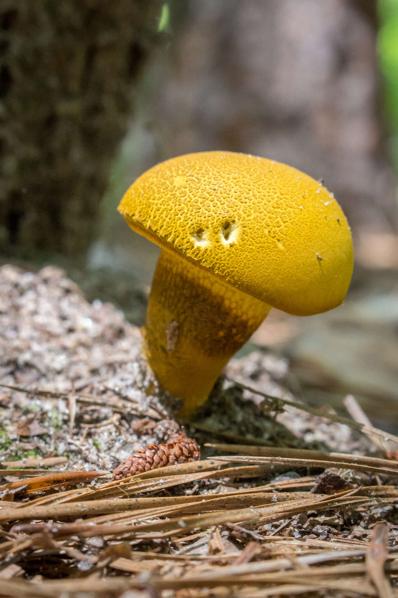 Слика од Retiboletus