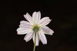 Image of Bidens pringlei Greenm.