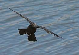 Image of Eurasian Jackdaw