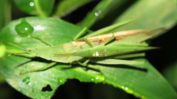 صورة Atractomorpha acutipennis (Guérin-Méneville 1844)