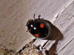 Image of Twice-stabbed Lady Beetle