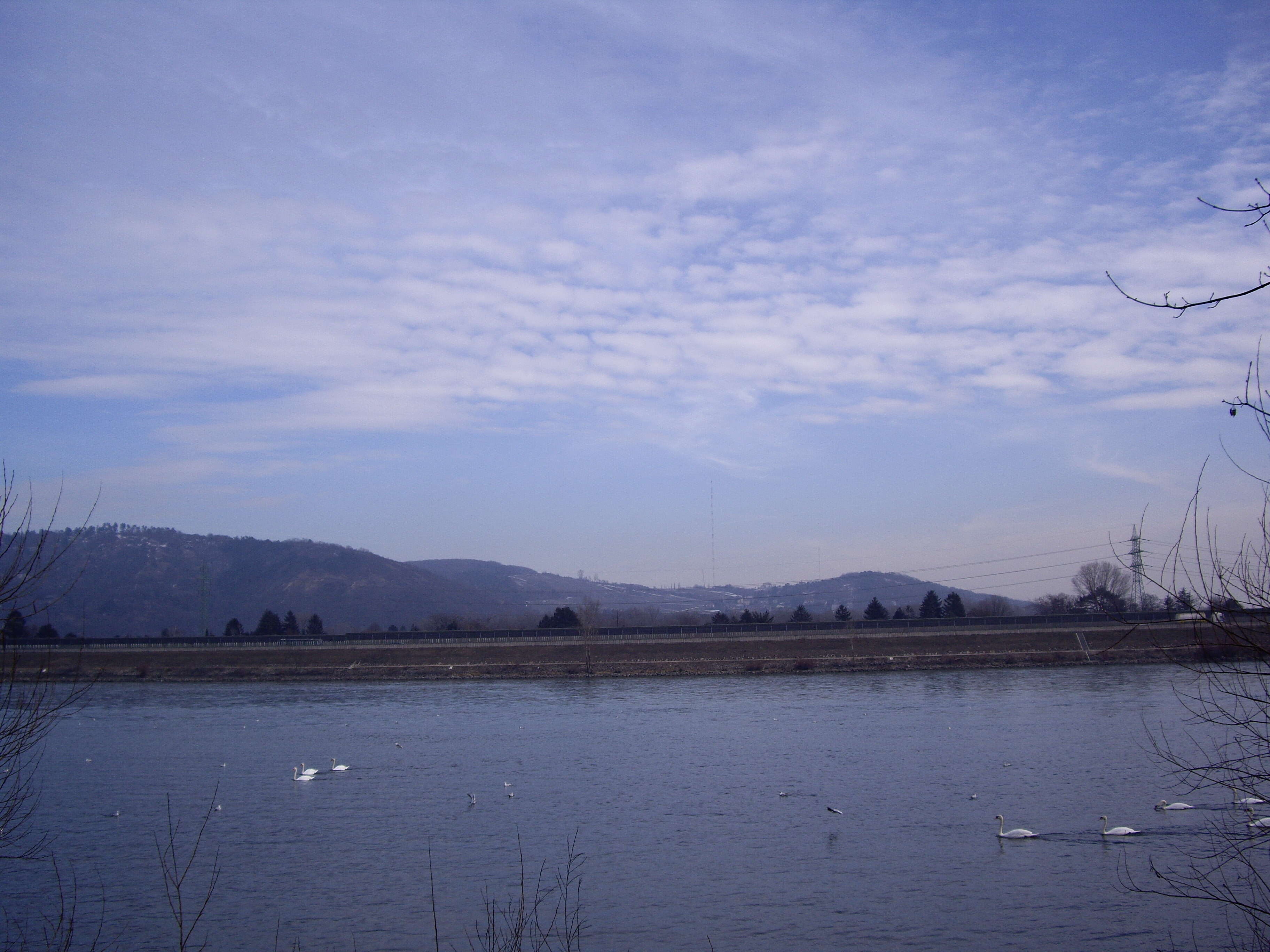 Image of Mute Swan