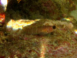 Image of Spectacled triplefin