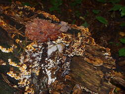 Image of Tremella foliacea