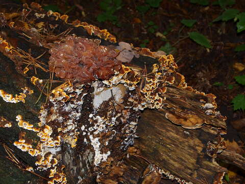 Image of Tremella foliacea