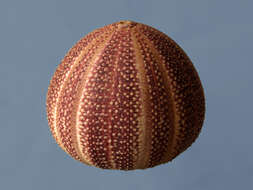 Image of Edible sea urchin