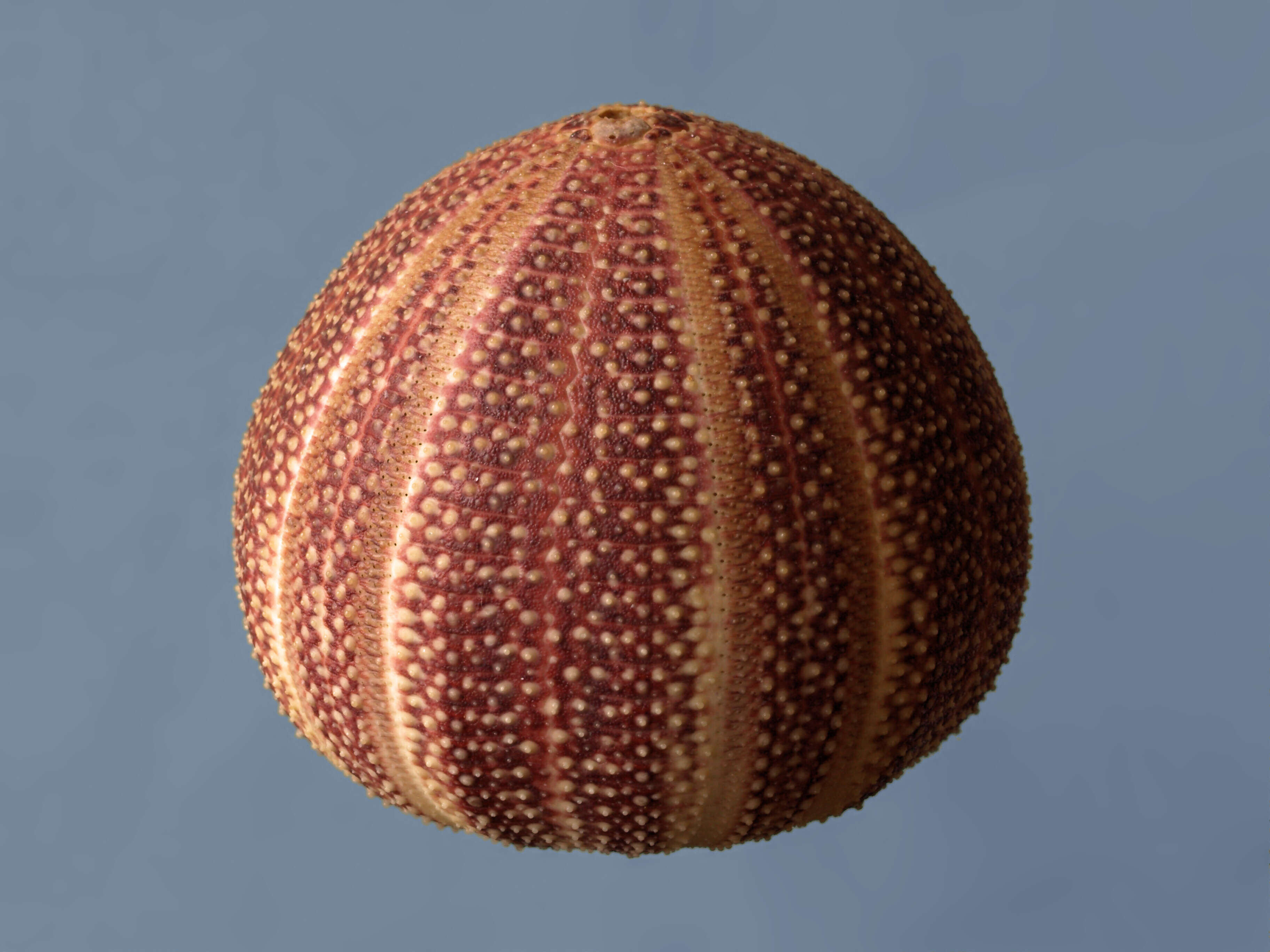 Image of Edible sea urchin