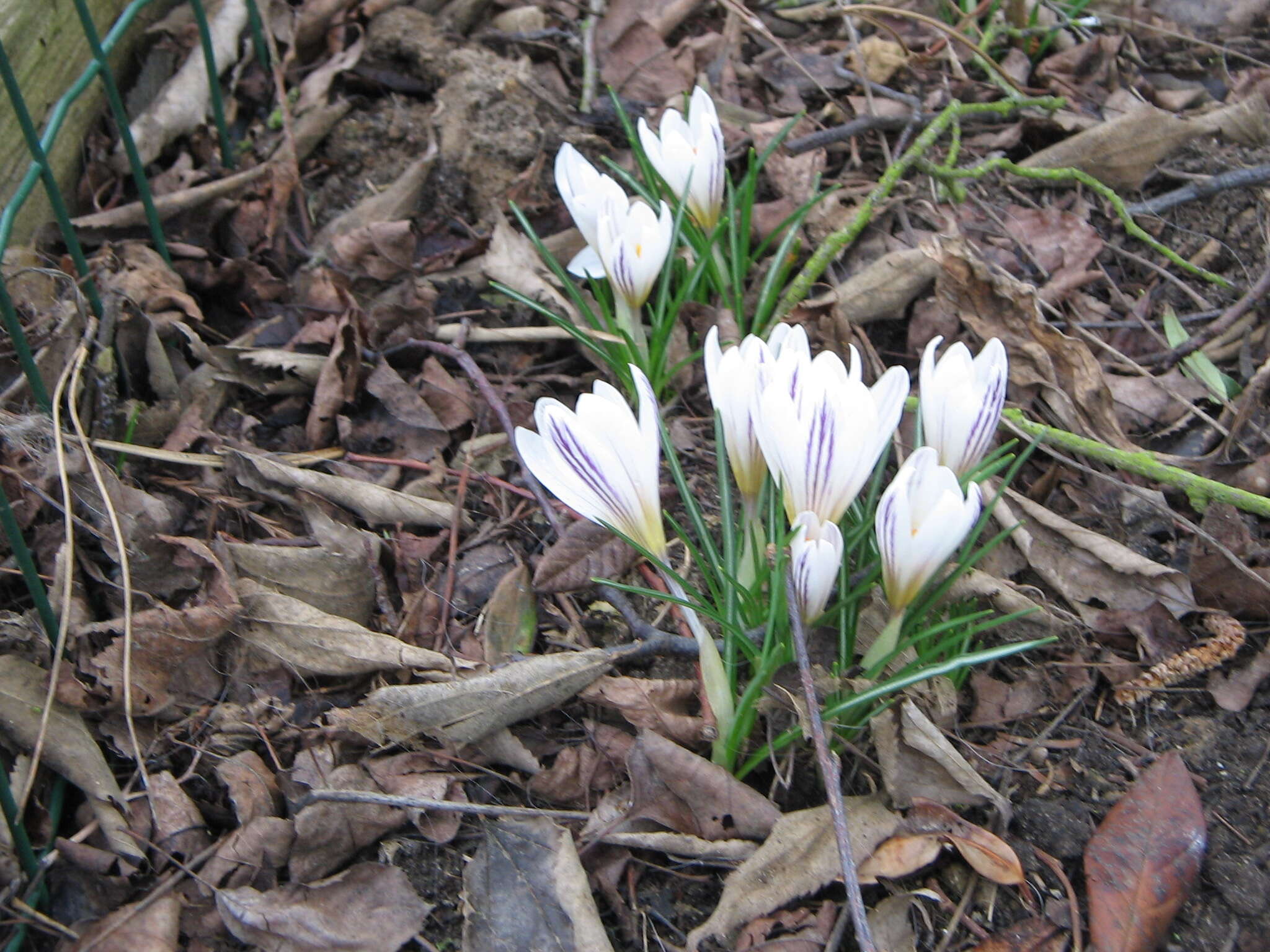 Image of various-coloured crocus