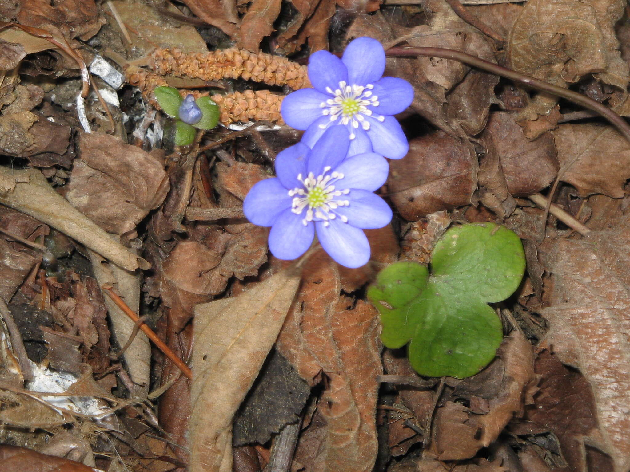 Image of American liverleaf