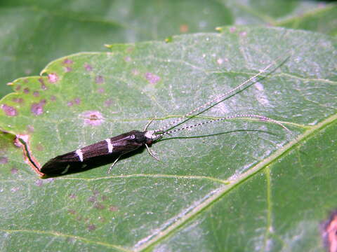 Image of Athripsodes albifrons (Linnaeus 1758)