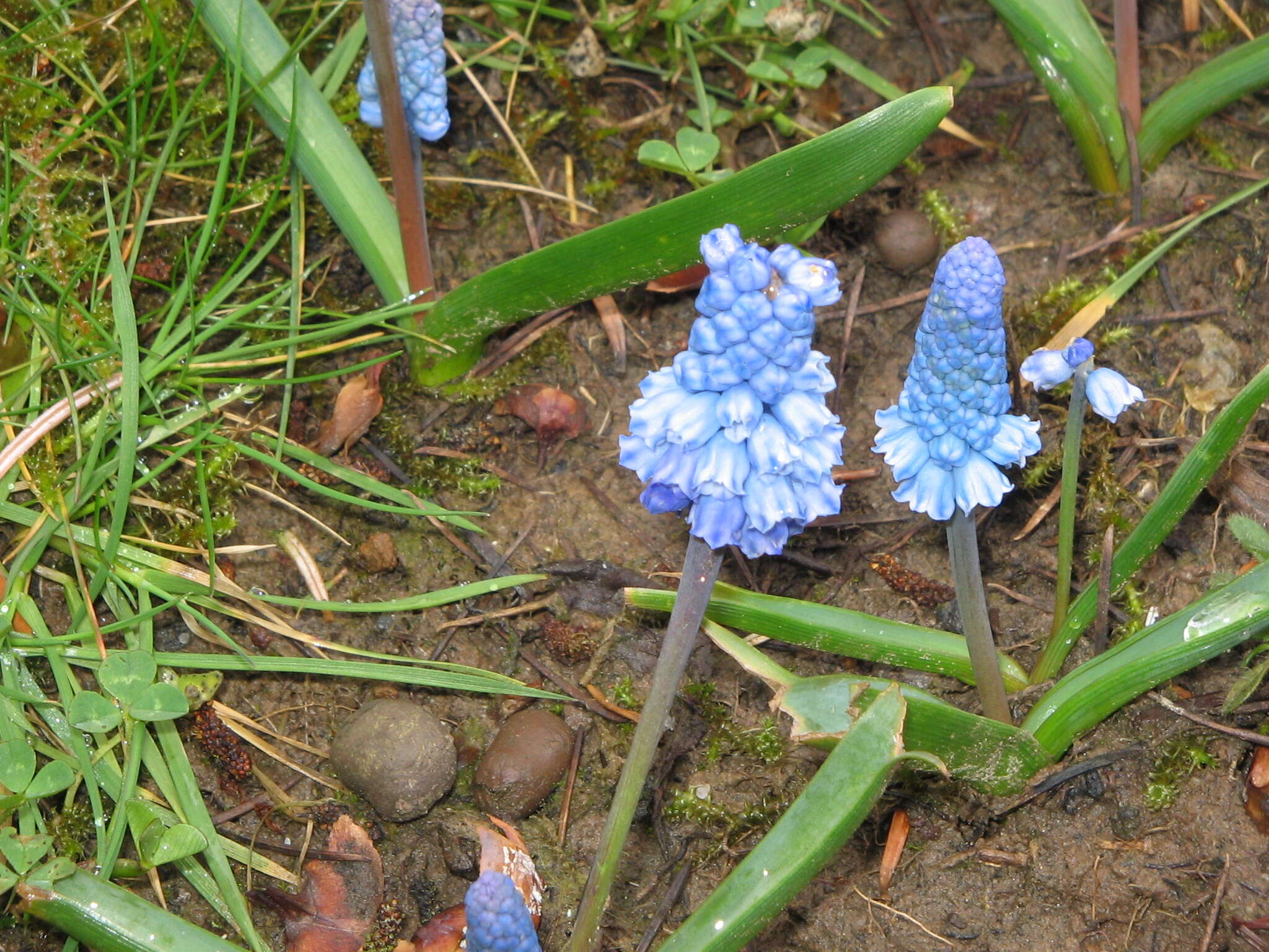 Слика од Pseudomuscari azureum (Fenzl) Garbari & Greuter