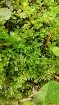 Image of toothed plagiomnium moss