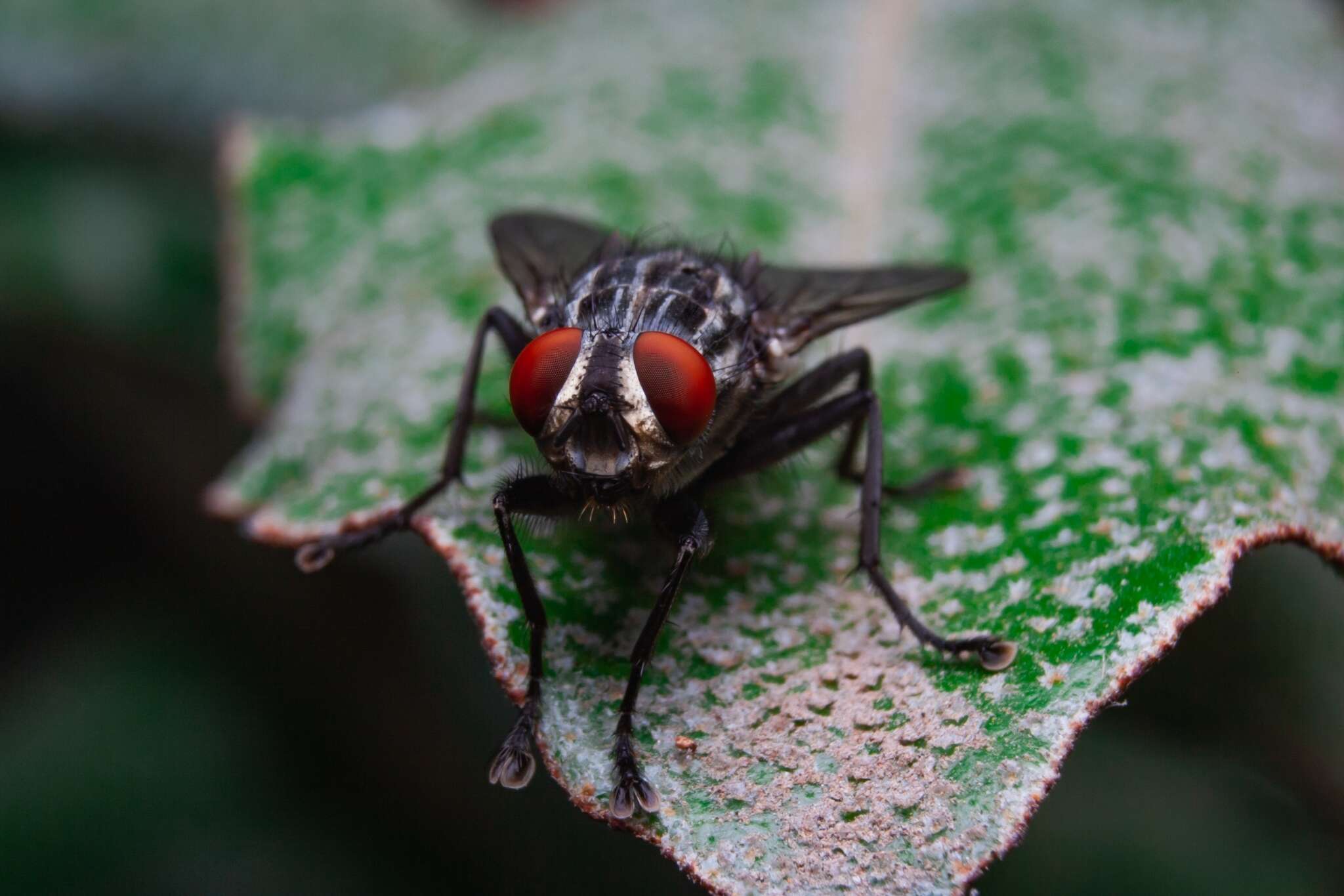 Image of Sarcophagidae