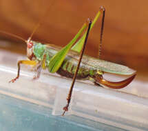 Image of Black-legged Meadow Katydid