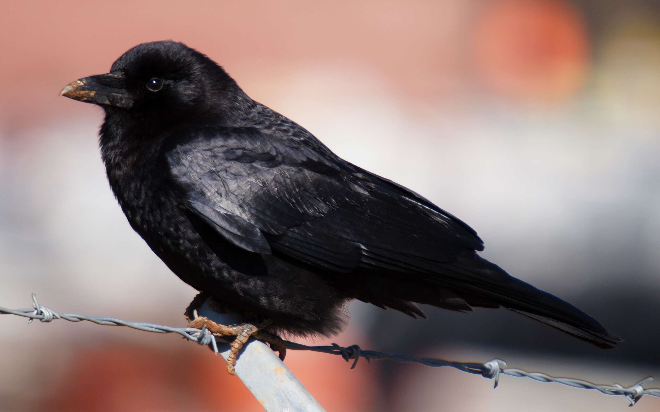 Image of American Crow