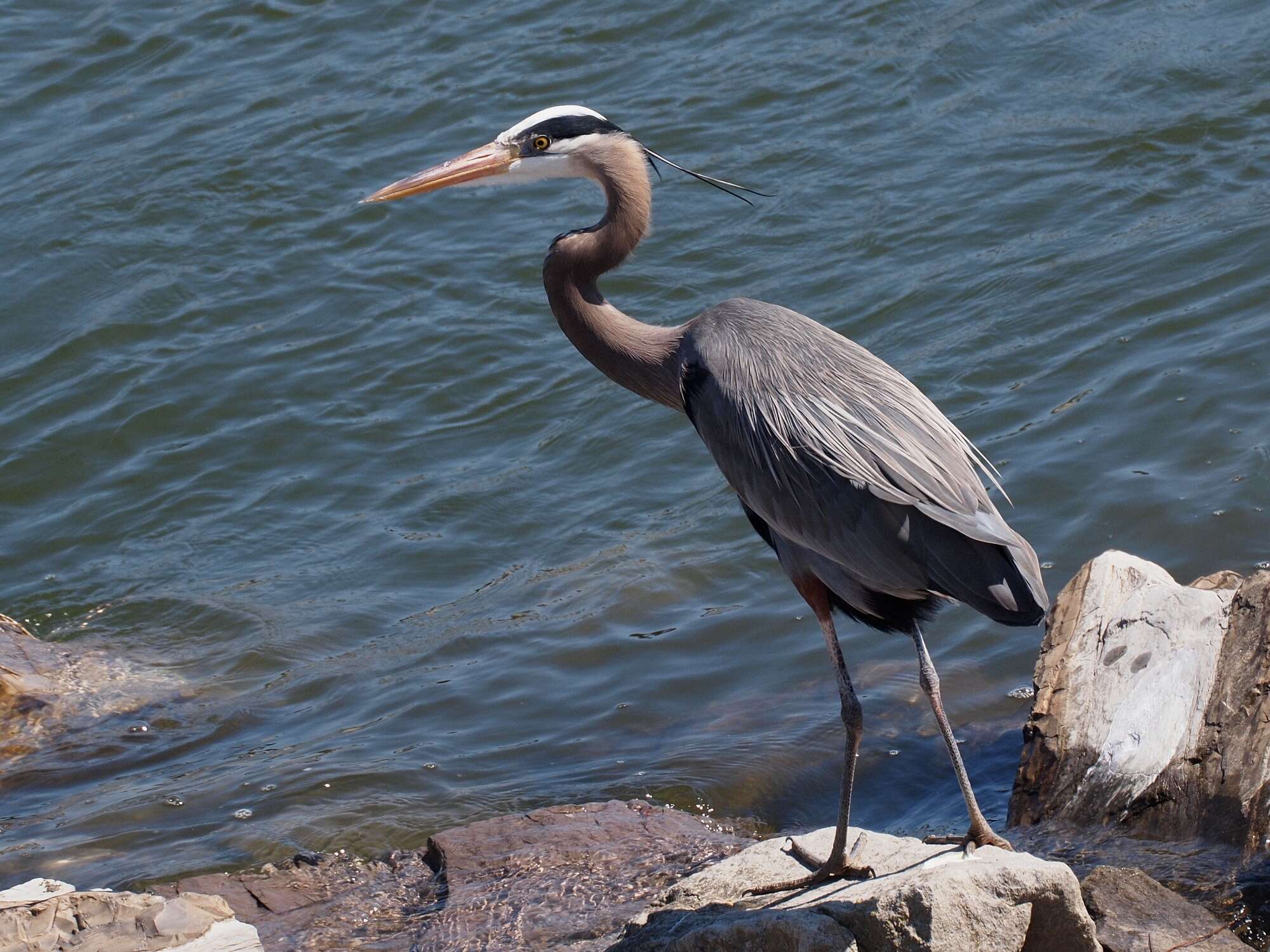 Image of Great Blue Heron