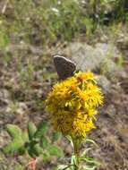 Image of <i>Plebejus idas alaskensis</i> F. Chermock 1945