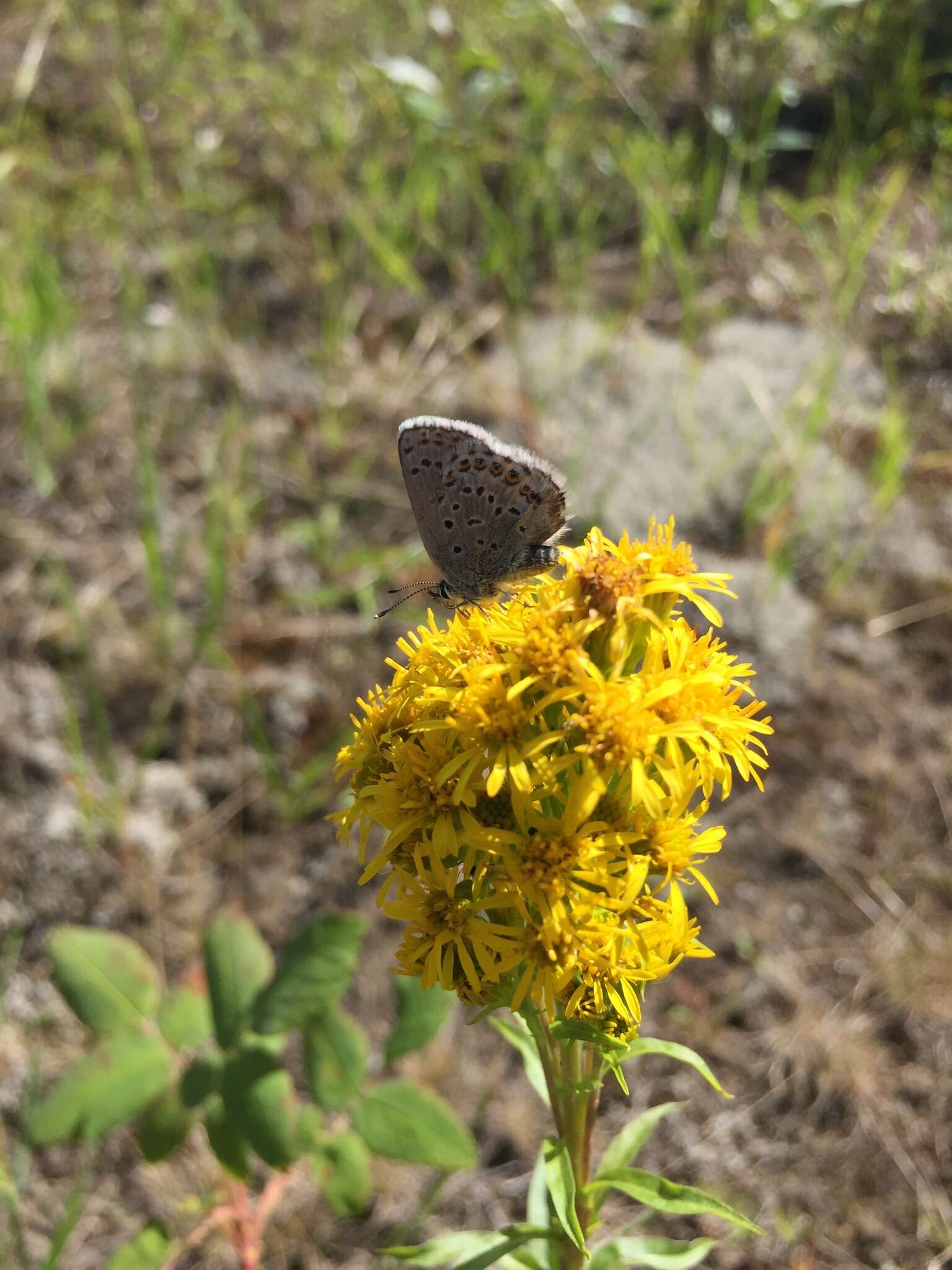 Image of <i>Plebejus idas alaskensis</i> F. Chermock 1945