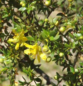 Image de Larrea tridentata (Sesse & Moc. ex DC.) Coult.