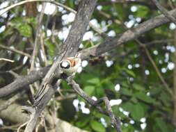 Image of White-Crowned Penduline Tit