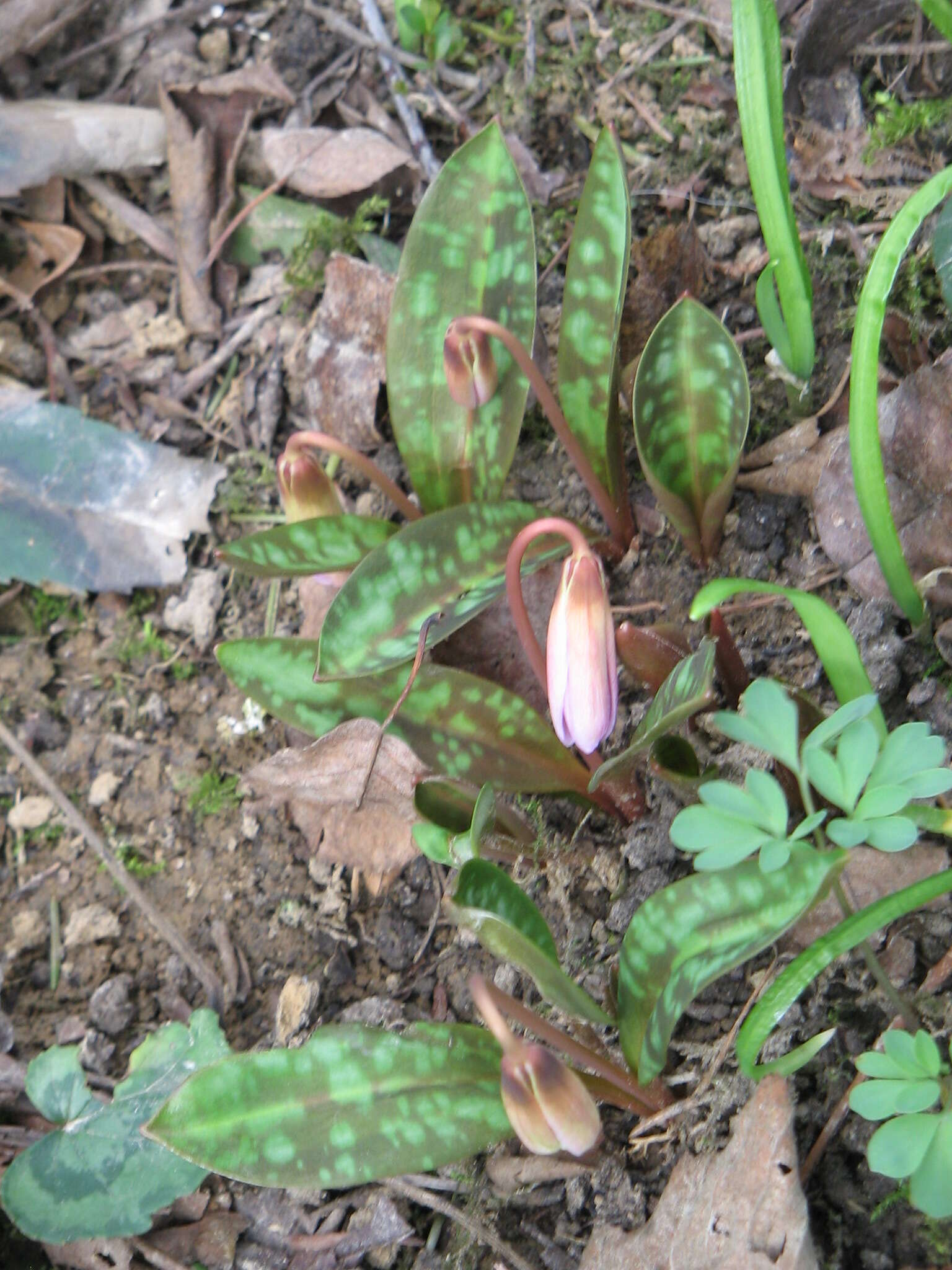 Image of Dog tooth lily