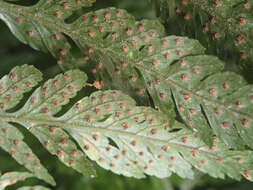 Parapolystichum acuminatum (Houlston) Labiak, Sundue & R. C. Moran的圖片