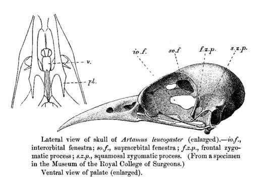 Image of Artamus Vieillot 1816