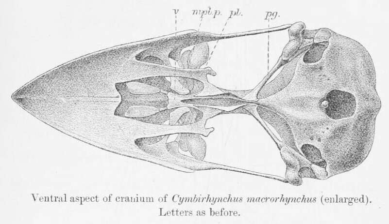 Image of Cymbirhynchus Vigors 1830