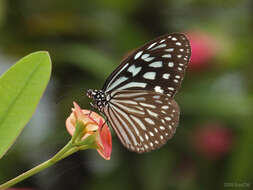 Image of Ideopsis similis Linnaeus 1758